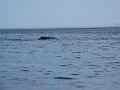 Baleines 032